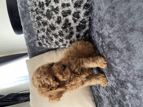 Toy poodle köpekleri