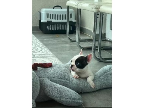 French bulldog bebek