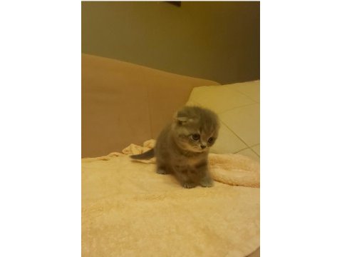 Scottish fold ve british yavrular