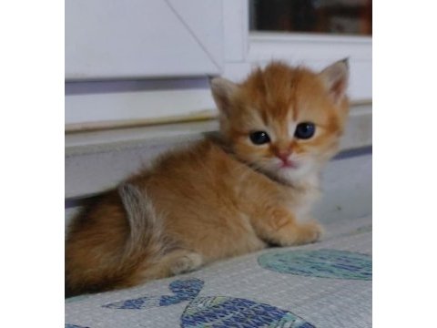 Safkan british shorthair aciklamayı okuyun lutfen