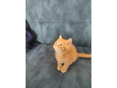 2 aylık orence color british shorthair
