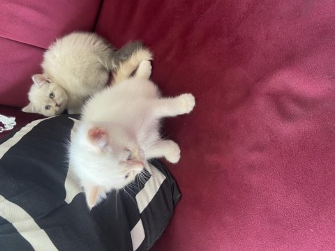 British shorthair kar beyazı mavi gözlü yavrular 6 kardeşten