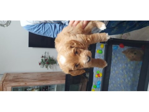 Maltipoo köpeği