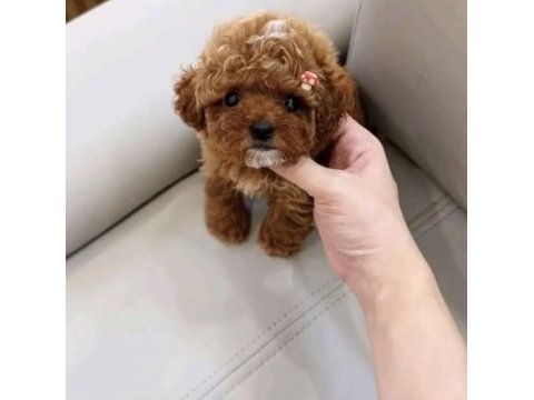 Toy poodle yavrusu