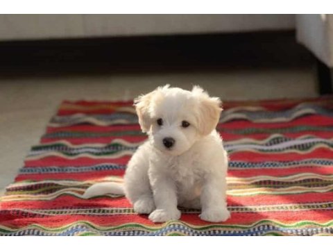 Maltese terrier sıfır numara can dostu yavrum