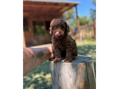 Özel renklerde toy poodle yavruları kocaeli
