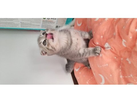 Sağlıklı ve güzel scottish fold yavrularımız