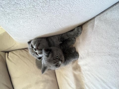 45 günlük scottish fold