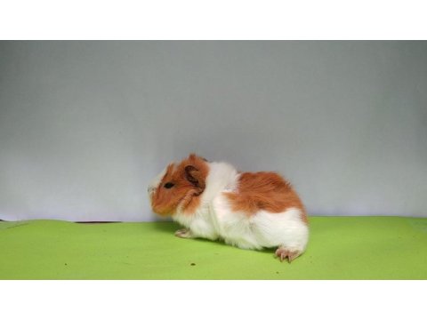 Guinea pig yavruları istanbul