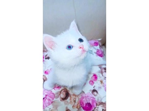 Gözleri ayrı güzel bakışları ayrı güzel kedimiz