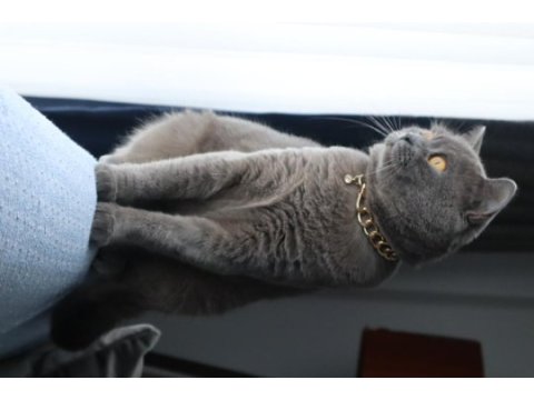 Ücretsiz british shorthair 3 yaşında