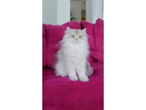 British longhair blue golden dişi yavru