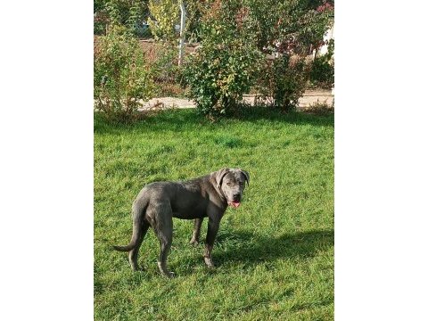 Cane corso blue