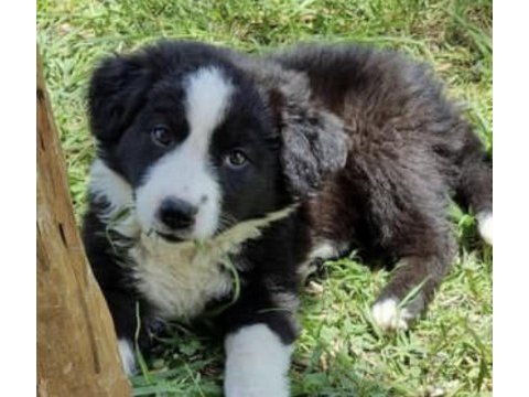 Siyah beyaz border collie yavrusu