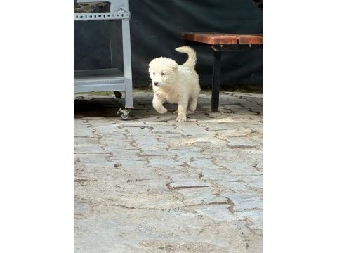 Safkan akbaş yavruları (takım erkek dişi) hepsi var