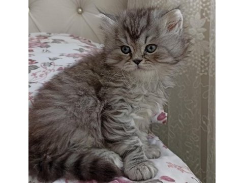 Evcil tuvalet eğitimi olan tatlış kedilerimiz