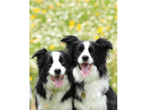 Border collie yavruları ıstanbul  