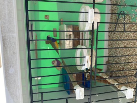 2 adet golden finch 1 adet dişi ve 1 adet erkek
