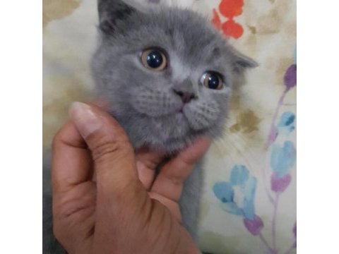 Safkan minnoş oğlumuz scottish fold