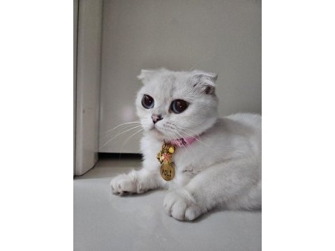 Cins scottish fold kediye yuva