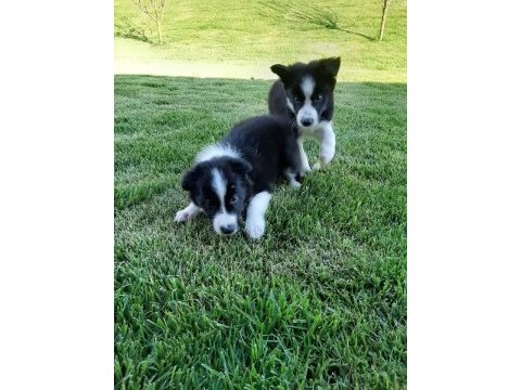 Eğitim merkezinde border collie yavruları