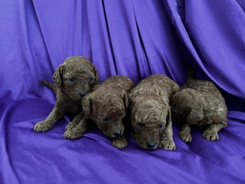 Toy poodle red brown safkan şecereli