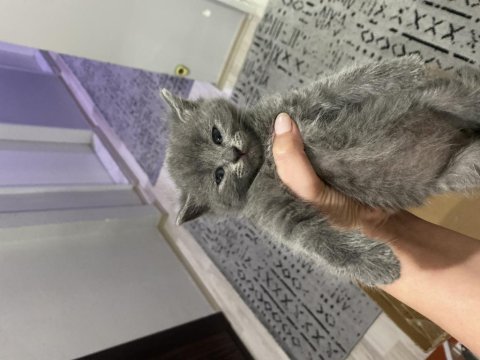 Scottish fold sahiplendirme