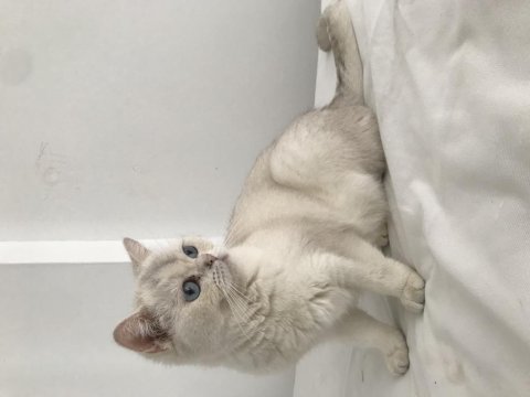 Yetişkin british shorthair