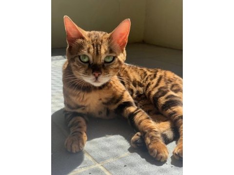 Erkek bengal kedisi yavru