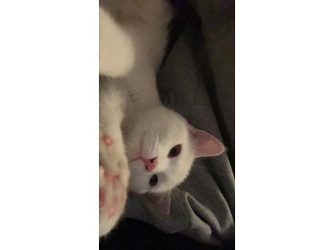 Beyaz british shorthair