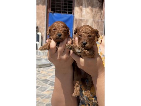 Kore poodle çok sevimli yavrular 