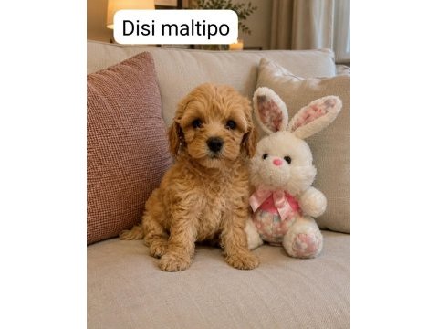 Maltipoo yavrular