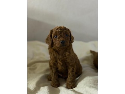 Teacup red brown kore poodle yavrular