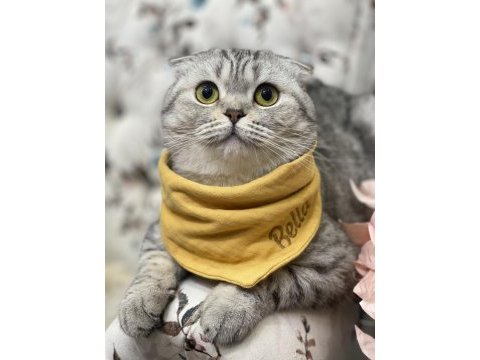 1.5 yaş oturan scottish fold kedimiz