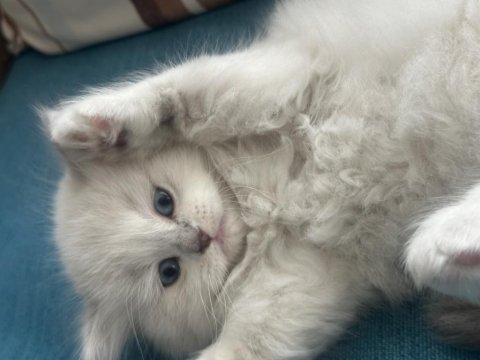 1.5 aylık british longhair mavi gözlü yavru
