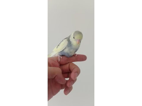 Yeme düşecek muhabbet kuşu
