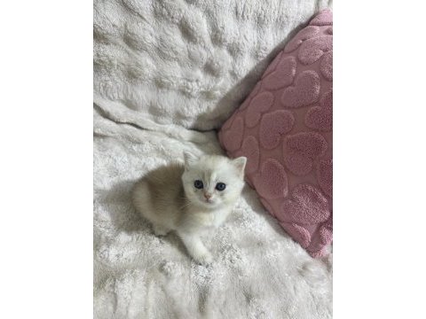 57 günlük british shorthair bebekler teslime hazır