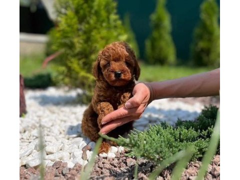 Sevimli toy poodle köpeği