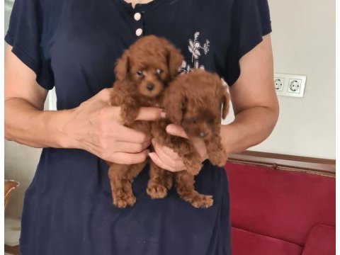 Kore kan teacup poodle yavrular