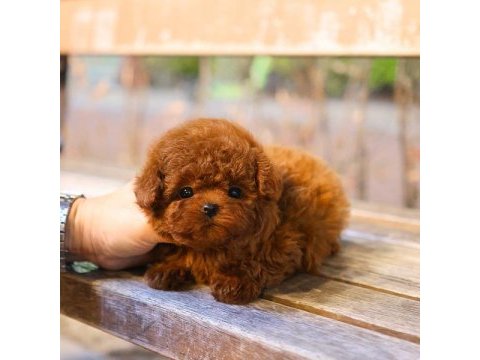 Güzeller güzeli show yapıdaki özel toy poodle meleklerim
