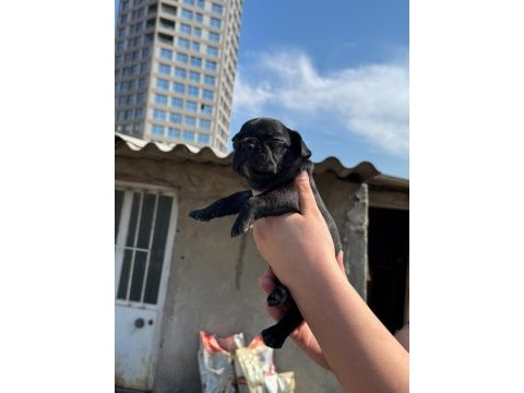 French bulldog yavru bebek