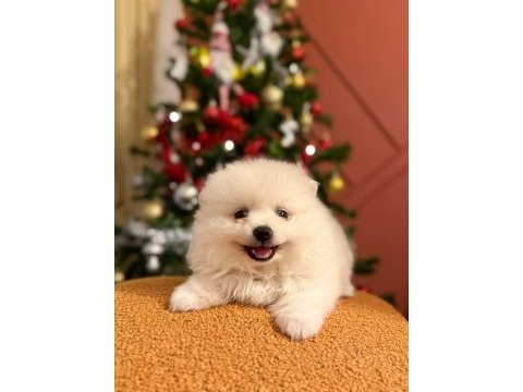 Kızımız acil sahiplendirilecek pomeranian