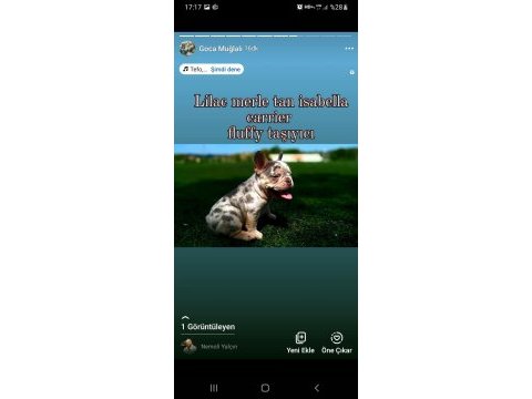 Lilac merle tan isabella carrier köpeğimiz