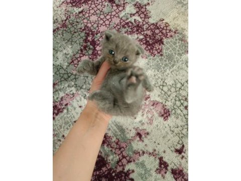 Safkan kaliteli blue ve bluepoint british shorthair yavrular
