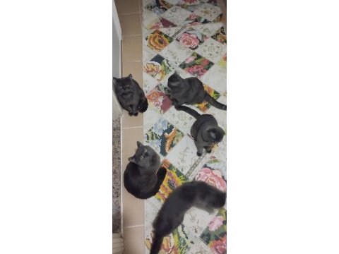 Yetiştirici olmak isteyenlere erkek ve dişi scottish fold