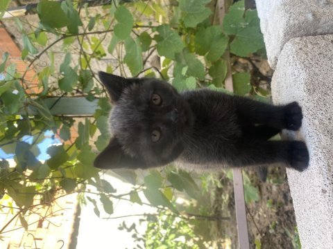 British shorthair kedisi