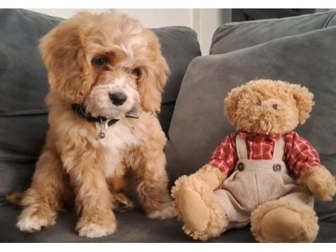 Sevimli maltipoo yavrusu yuva arıyor