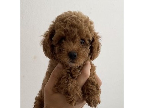 Tuvalet eğitimli toy poodle yavrularım - her renkten