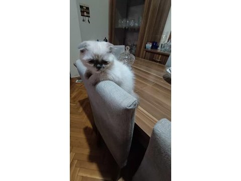 Scottish fold kızımız yeni yuvasını bekliyor