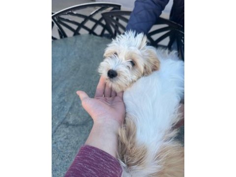 Terrier güzel yavrularımız